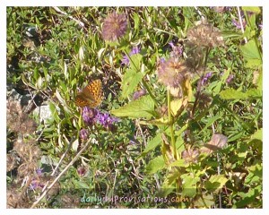 There were quite a few of these butterflies in this one spot, casually flitting around in some patches of wild flowers.
