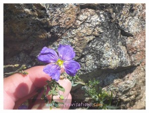 Enjoying the beauty of a refreshingly purple flower amidst the mostly dry terrain.