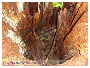 Inside the rotten stump -