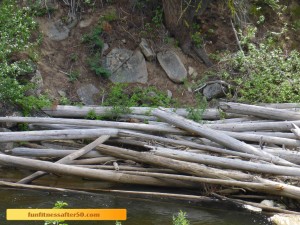 Can you see the marmot on the logs?