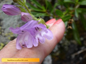 An unidentified purple flower similar to a foxglove?